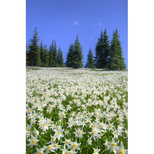 WA, Olympia NP High-altitude lilies in bloom
